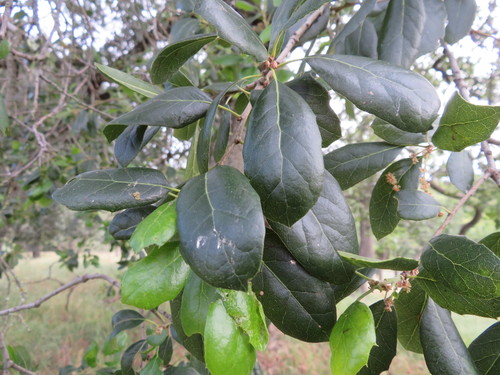 iNaturalist observation photo of coast live oak