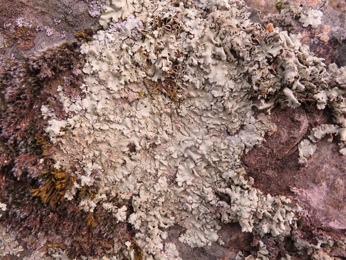 iNaturalist observation photo of typical shield lichens