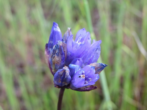 iNaturalist observation photo of blue dicks