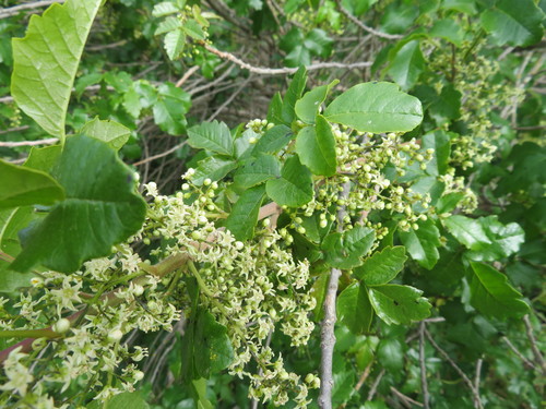 iNaturalist observation photo of Pacific poison oak