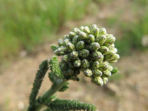 iNaturalist observation photo of common yarrow