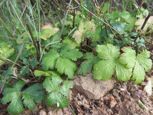 iNaturalist observation photo of Pacific Sanicle
