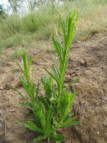 iNaturalist observation photo of California cudweed