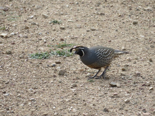 iNaturalist observation photo of California Quail