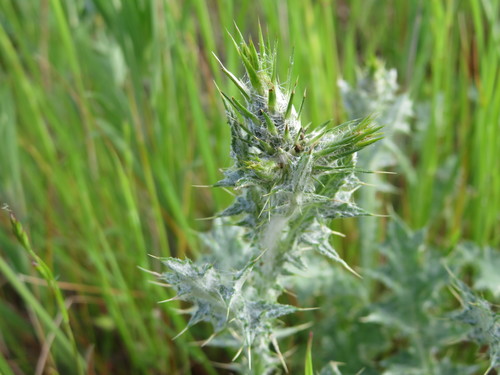 iNaturalist observation photo of Italian thistle