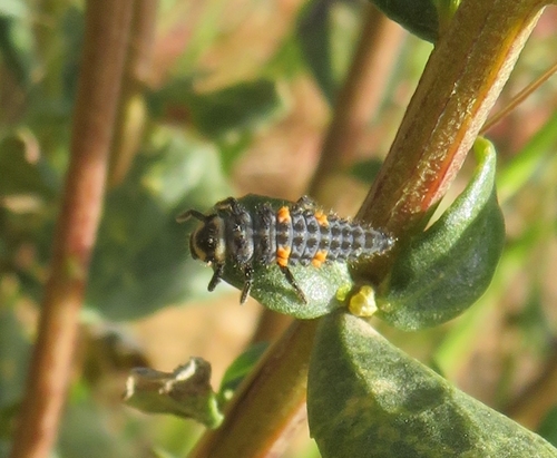 iNaturalist observation photo of Coccinella
