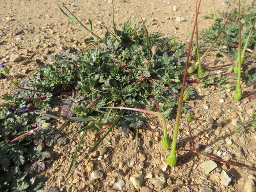 iNaturalist observation photo of Mediterranean Stork's-bill