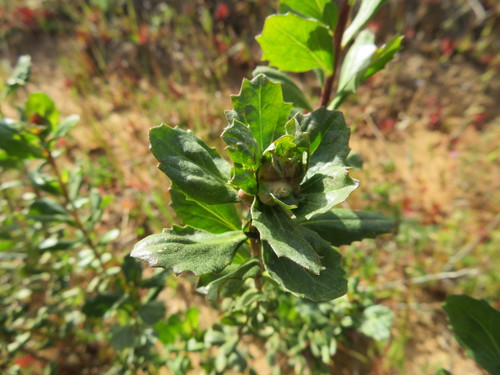 iNaturalist observation photo of coyote brush