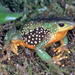 Peru Stubfoot Toad - Photo (c) Paul Freed, all rights reserved, uploaded by Paul Freed