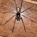 Megalostrata - Photo (c) Brandon Pascal, all rights reserved, uploaded by Brandon Pascal