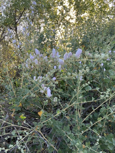 iNaturalist observation photo of southern coastal bushmallow