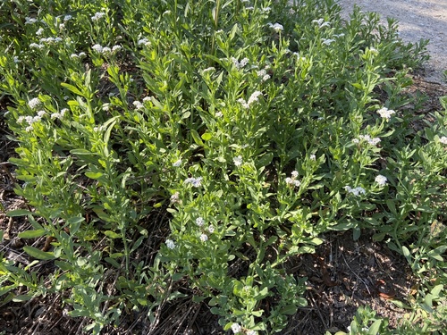 iNaturalist observation photo of alkali heliotrope