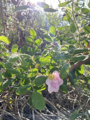 iNaturalist observation photo of California Wild Rose