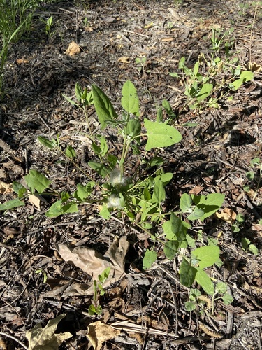 iNaturalist observation photo of Creeping Saltbush