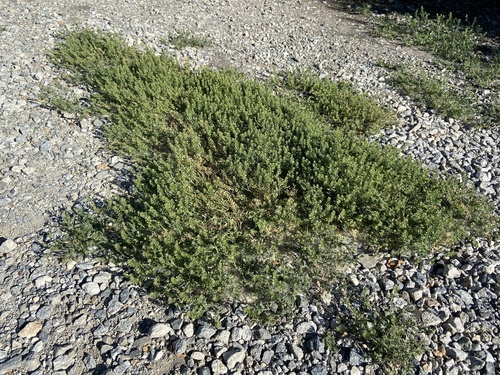 iNaturalist observation photo of Pepperweeds