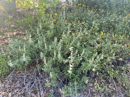 iNaturalist observation photo of black sage