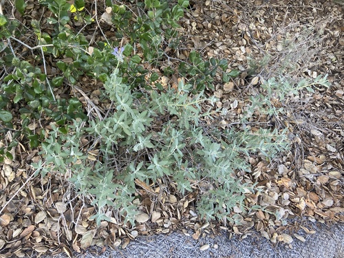 iNaturalist observation photo of Sages