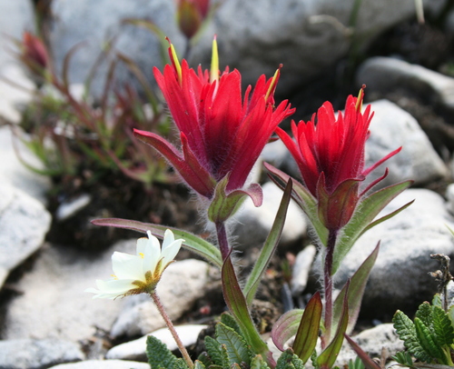 Kerry's Indian paintbrush (Castilleja kerryana)