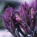 Purple Alpine Paintbrush - Photo (c) Mark Egger, all rights reserved, uploaded by Mark Egger