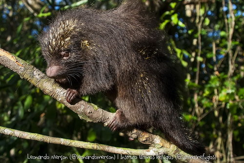 Bahia Hairy Dwarf Porcupine (Coendou insidiosus) — Least Concern Mammalia