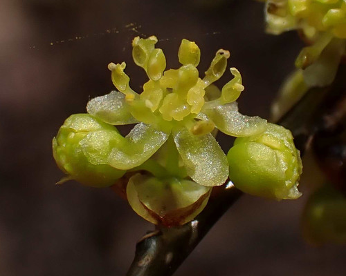 Lindera