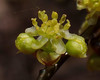 Spicebushes - Photo (c) botanicum-vitae, all rights reserved