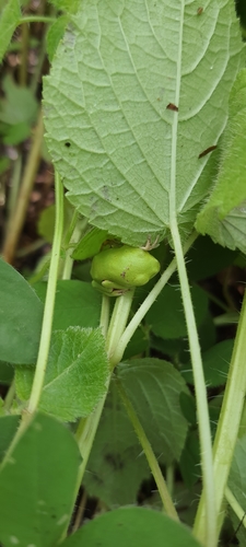 Pithecopus gonzagai