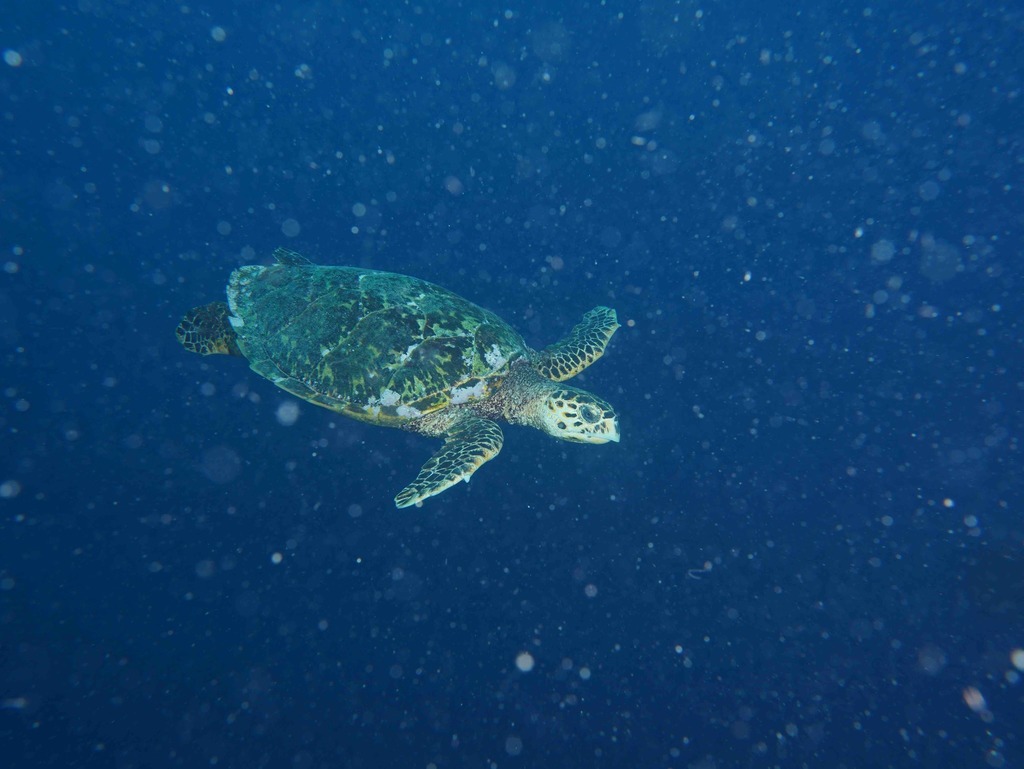 Hawksbill turtle