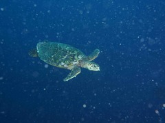 Hawksbill turtle