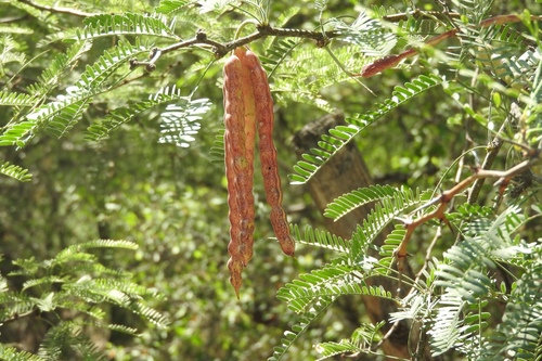 Smooth Mesquite