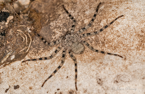 Araña de pared (Selenops actophilus)