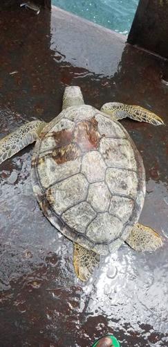 Green Sea Turtle