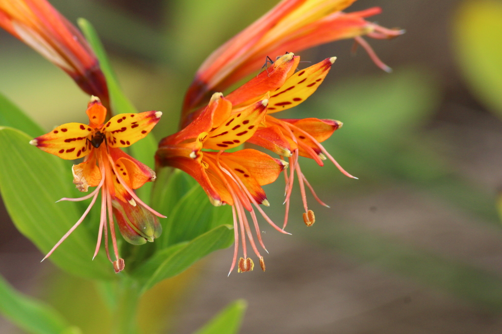 Lirios del Perú o Astromelias (género Alstroemeria) · iNaturalist Ecuador