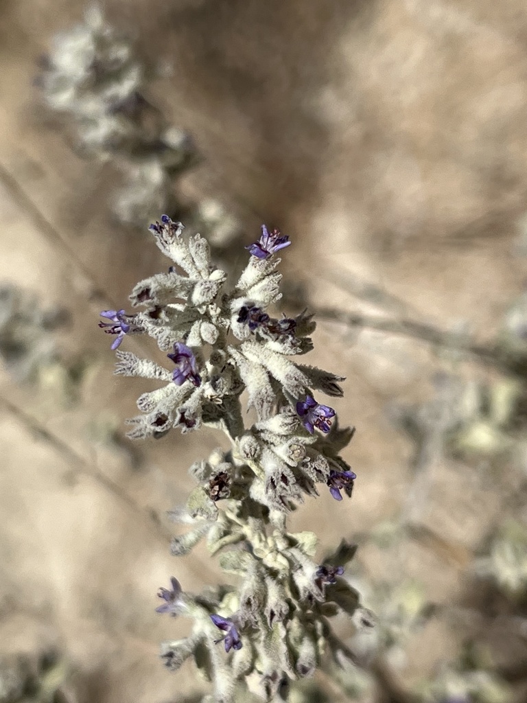 desert lavender from Joshua Tree National Park, Twentynine Palms, CA ...