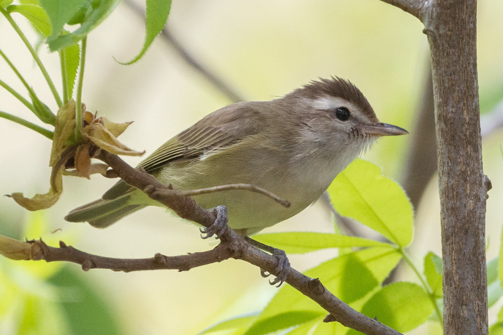 Warbling Vireo from Zaragoza, S.L.P., Mexico on April 14, 2022 at 1240