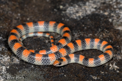 Ground Snake