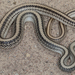 Western Patch-nosed Snake - Photo (c) Alice Abela, all rights reserved