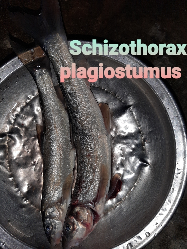Schizothorax plagiostomus from koza asala on September 8, 2020 at 0800