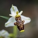 Ophrys philippei - Photo (c) thethothi, all rights reserved