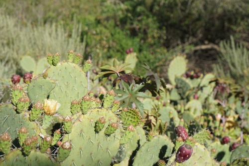 iNaturalist observation photo of Coastal Pricklypear