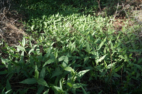 iNaturalist observation photo of knotweeds, smartweeds, and waterpeppers