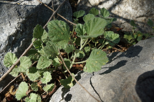 iNaturalist observation photo of alkali mallow