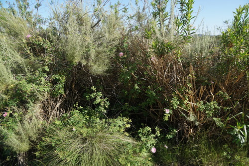iNaturalist observation photo of California Wild Rose