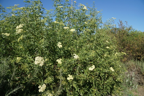 iNaturalist observation photo of blue elder