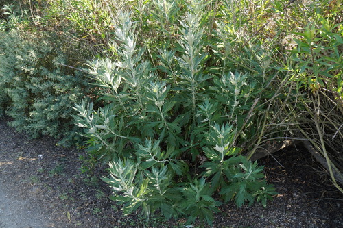 iNaturalist observation photo of California mugwort