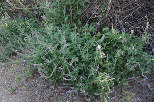 iNaturalist observation photo of western vervain