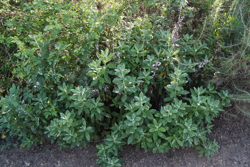 iNaturalist observation photo of California mugwort