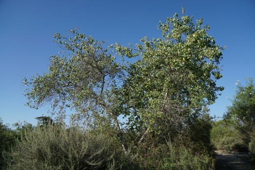 iNaturalist observation photo of Frémont Cottonwood