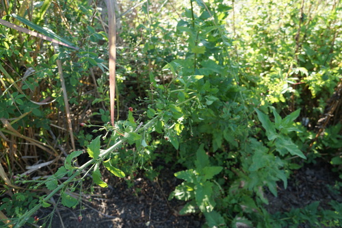 iNaturalist observation photo of California beeplant