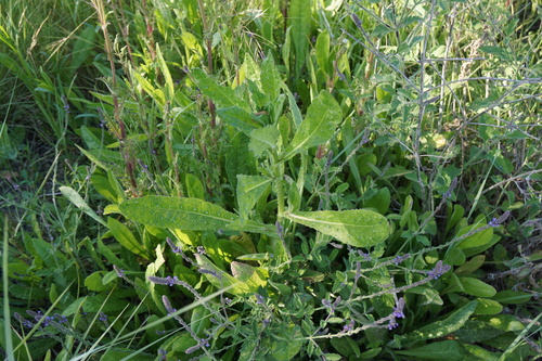 iNaturalist observation photo of bristly oxtongue
